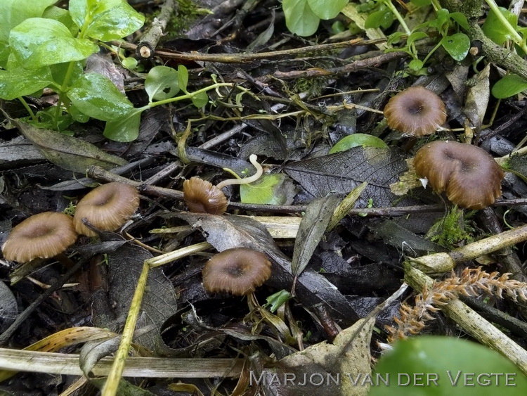 Entoloma paludicola - Entoloma paludicola